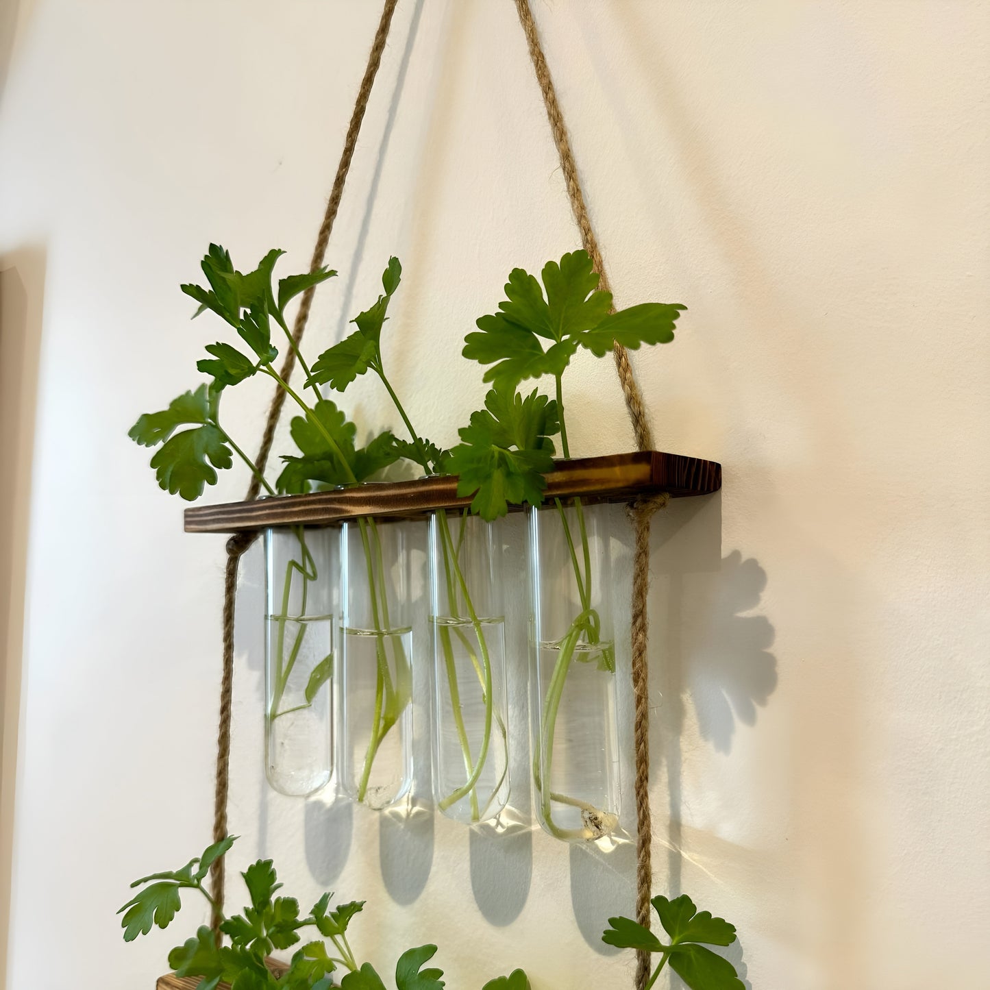 Testtube Vases Hanging Hydroponic System, Test Tube Propagate Plant Clipping Pothos Wall Propagation System