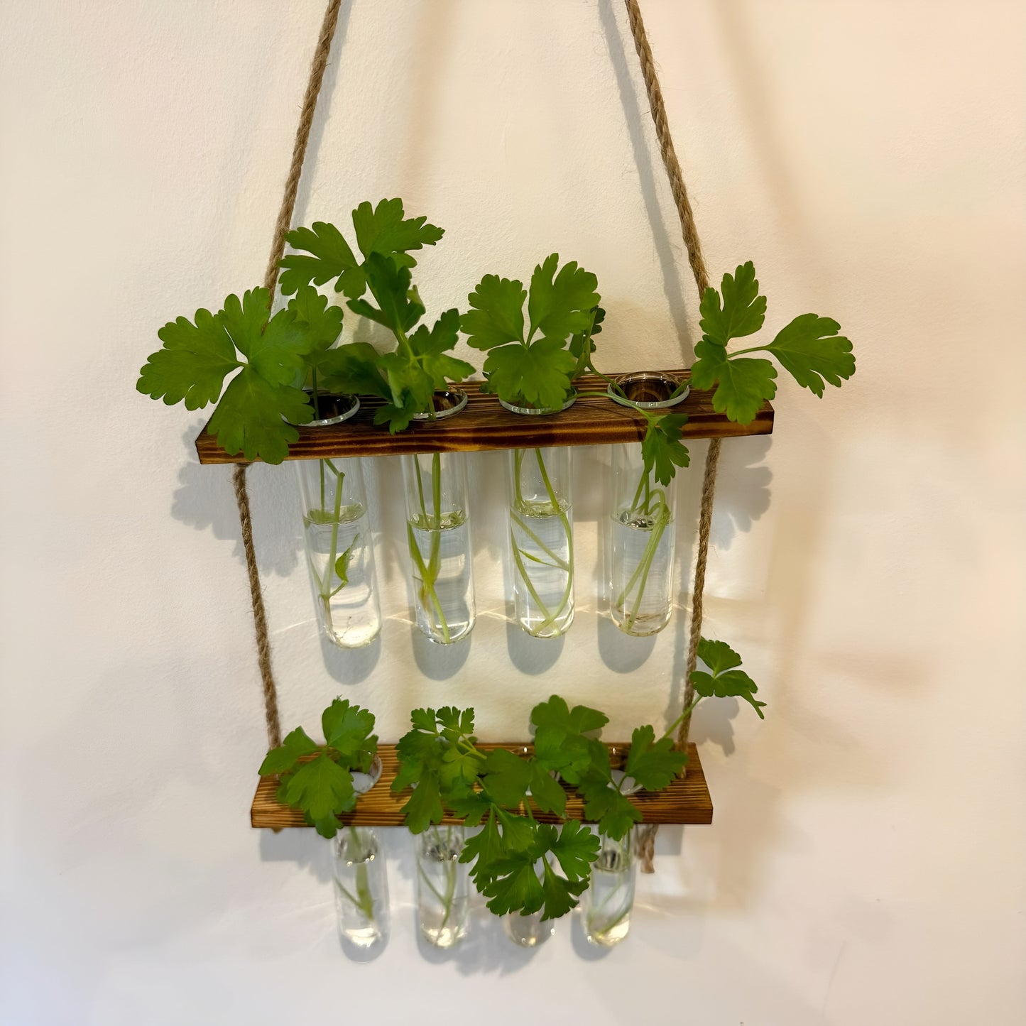 Testtube Vases Hanging Hydroponic System, Test Tube Propagate Plant Clipping Pothos Wall Propagation System