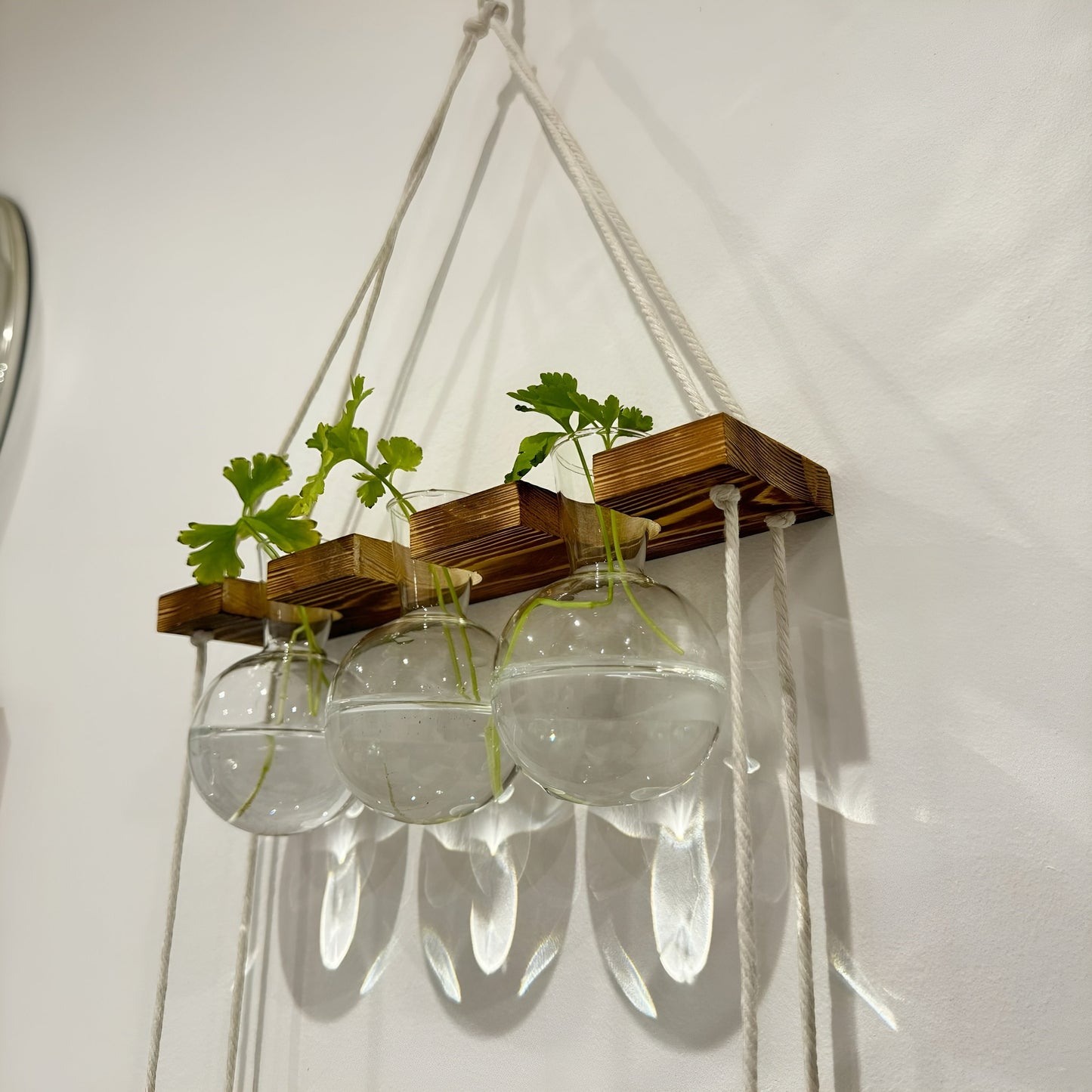 Hanging Hydroponic System, 2-Tier  Bulb Glasses Propagate Wall Hanging Plant Clipping Pothos Propagation System