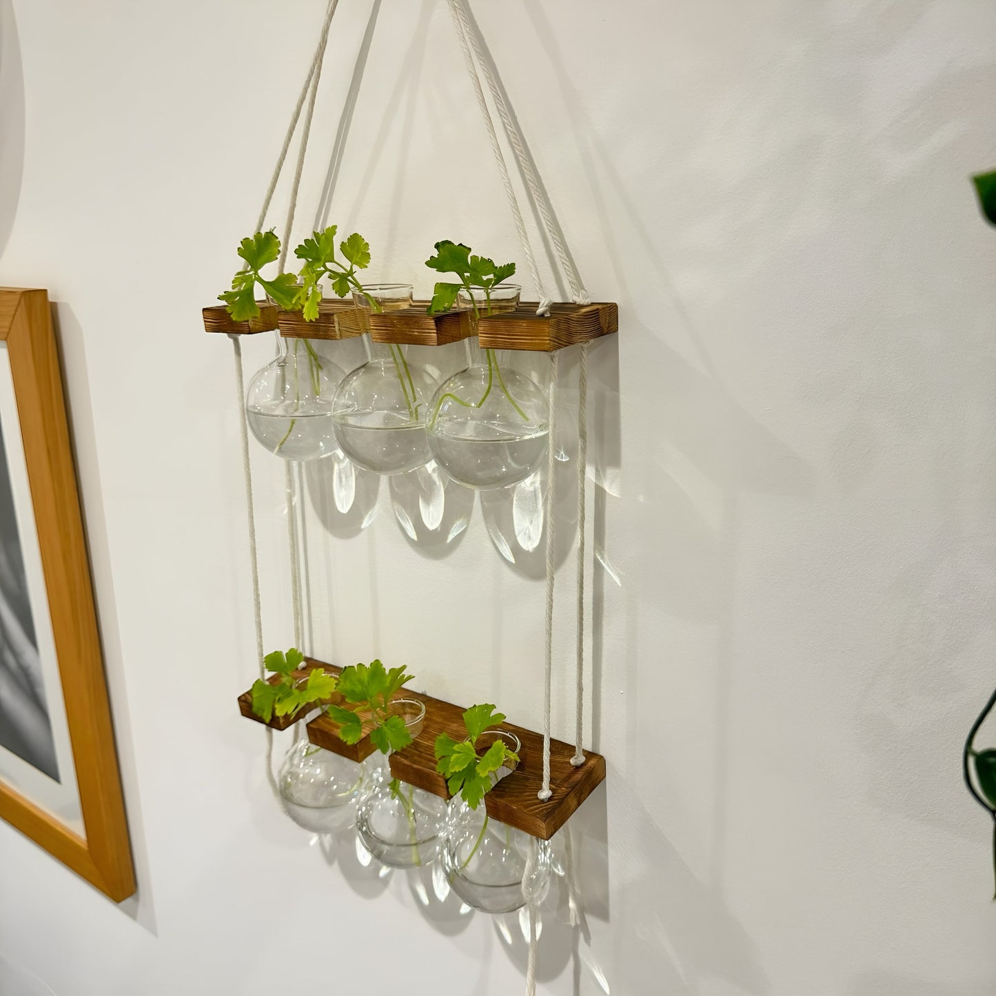 Hanging Hydroponic System, 2-Tier  Bulb Glasses Propagate Wall Hanging Plant Clipping Pothos Propagation System