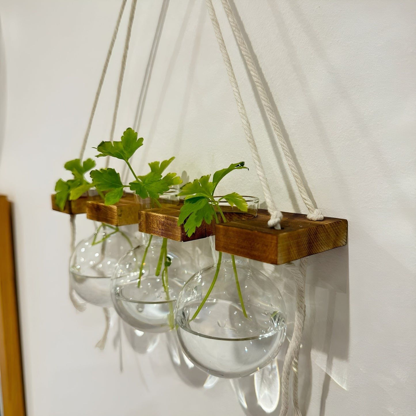 Hanging Hydroponic System, 1-Tier Bulb Glasses Propagate Wall Hanging Plant Clipping Pothos Propagation System